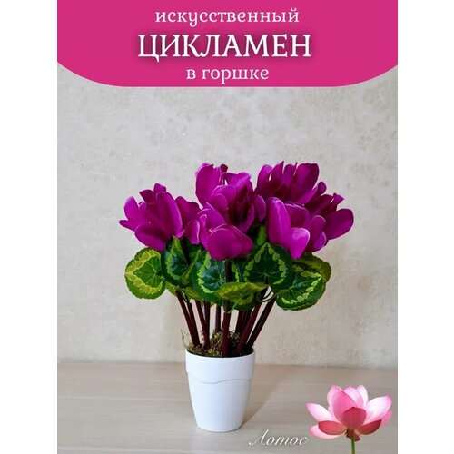 Цикламен фиолетовый в горшке от брендаЛотос 600₽