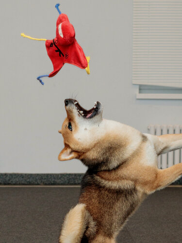 Изображение товара Игрушка для собак Japan Premium Pet в виде фигурки Ниндзя с функцией ухода за зубами