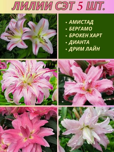 Изображение товара Лилии азиатские, луковицы, сет из 5 штук