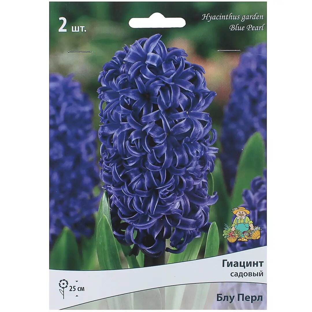 Гиацинт «Блу Перл» высота 30 см 2 шт.