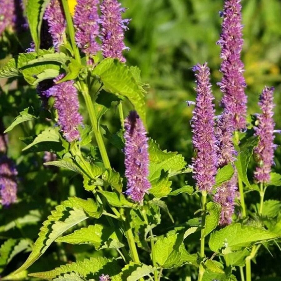Семена Deodar SEEDS COMPANY Лофант анисовый 30 шт.