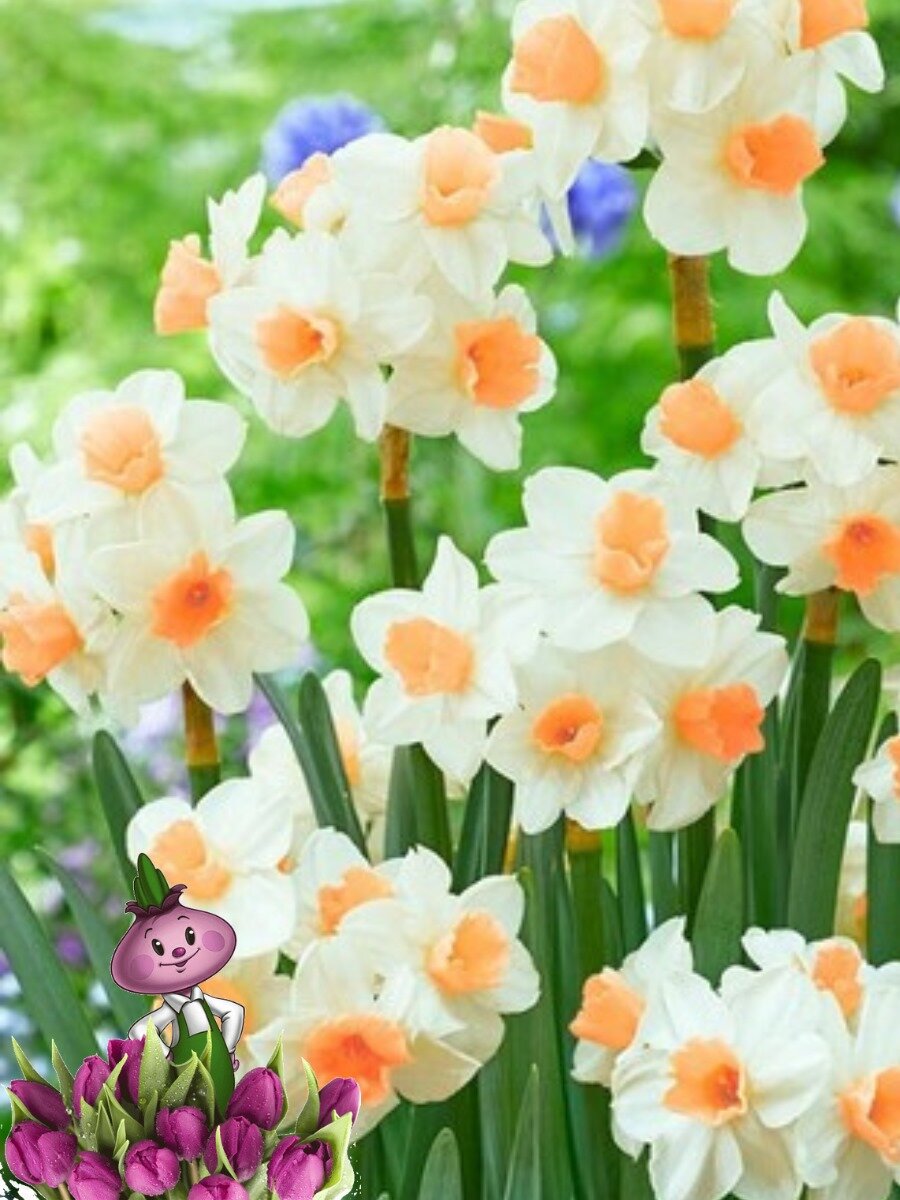 Луковицы цветов Chipollino flowers Нарцисс KAPITI PEACH (3 луковицы)