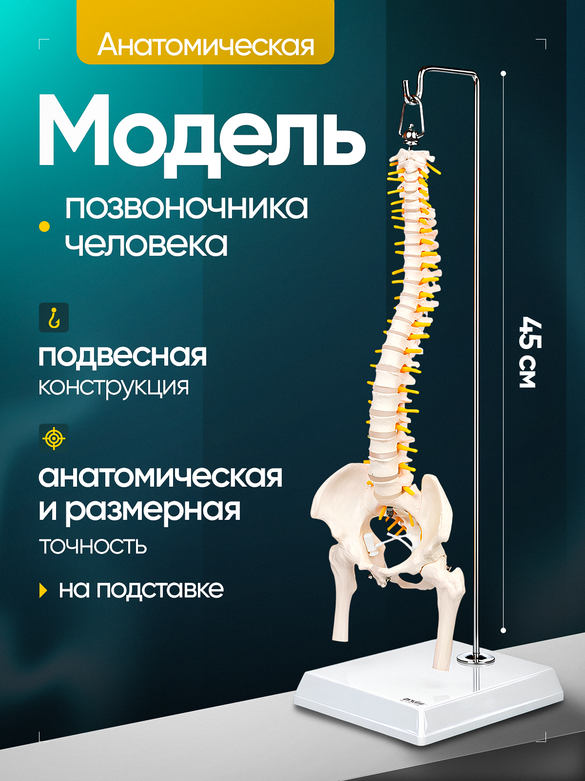 Подвесная анатомическая модель позвоночника человека Anatom 45 см