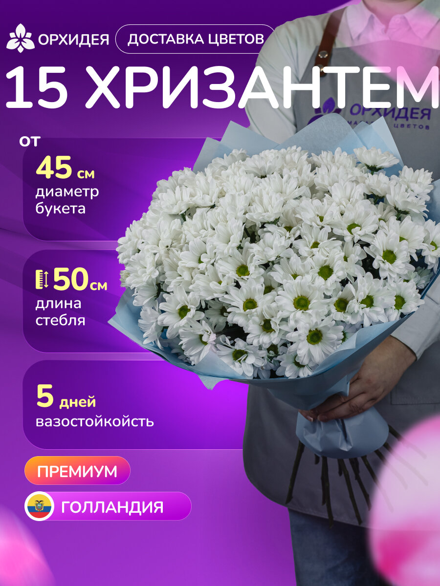 Монобукет, хризантема "Бакарди" белая, круглый, в дизайнерской упаковке, 15 шт