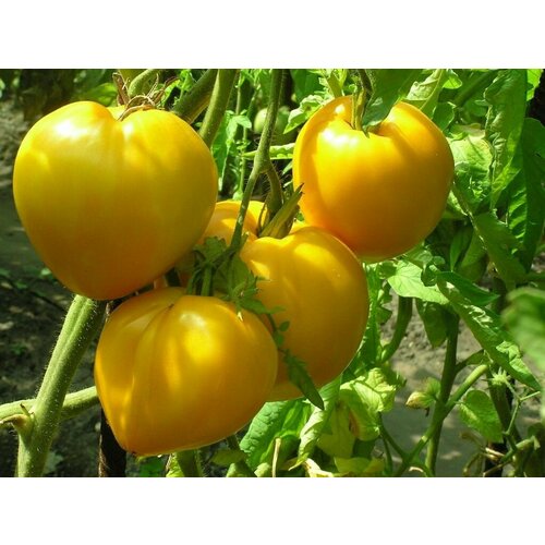 Коллекционные семена томата Король Сибири коллекционные семена томата гордость сибири