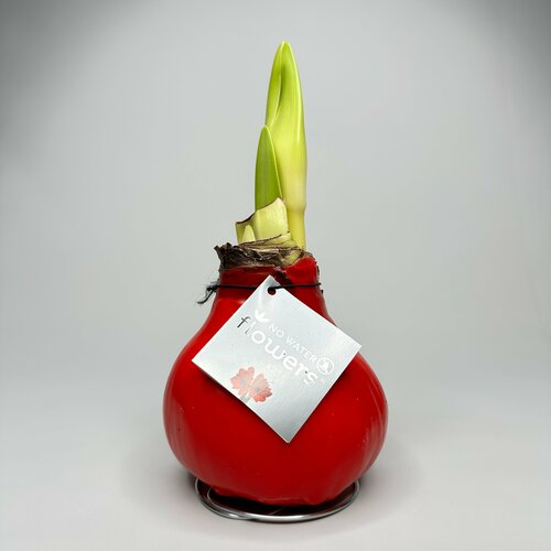 Амариллис в красном воске