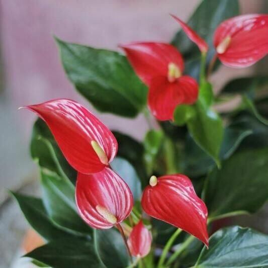 Антуриум Лилли Ред (Anthurium Lilli Red) D9см