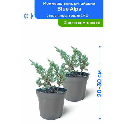 Можжевельник китайский Blue Alps (Блю Альпс) 20-30 см в пластиковом горшке 0,9-3 л, саженец, хвойное живое растение, комплект из 2 шт можжевельник чешуйчатый blue carpet блю карпет 20 30 см в пластиковом горшке 0 9 3 л саженец хвойное живое растение комплект из 2 шт