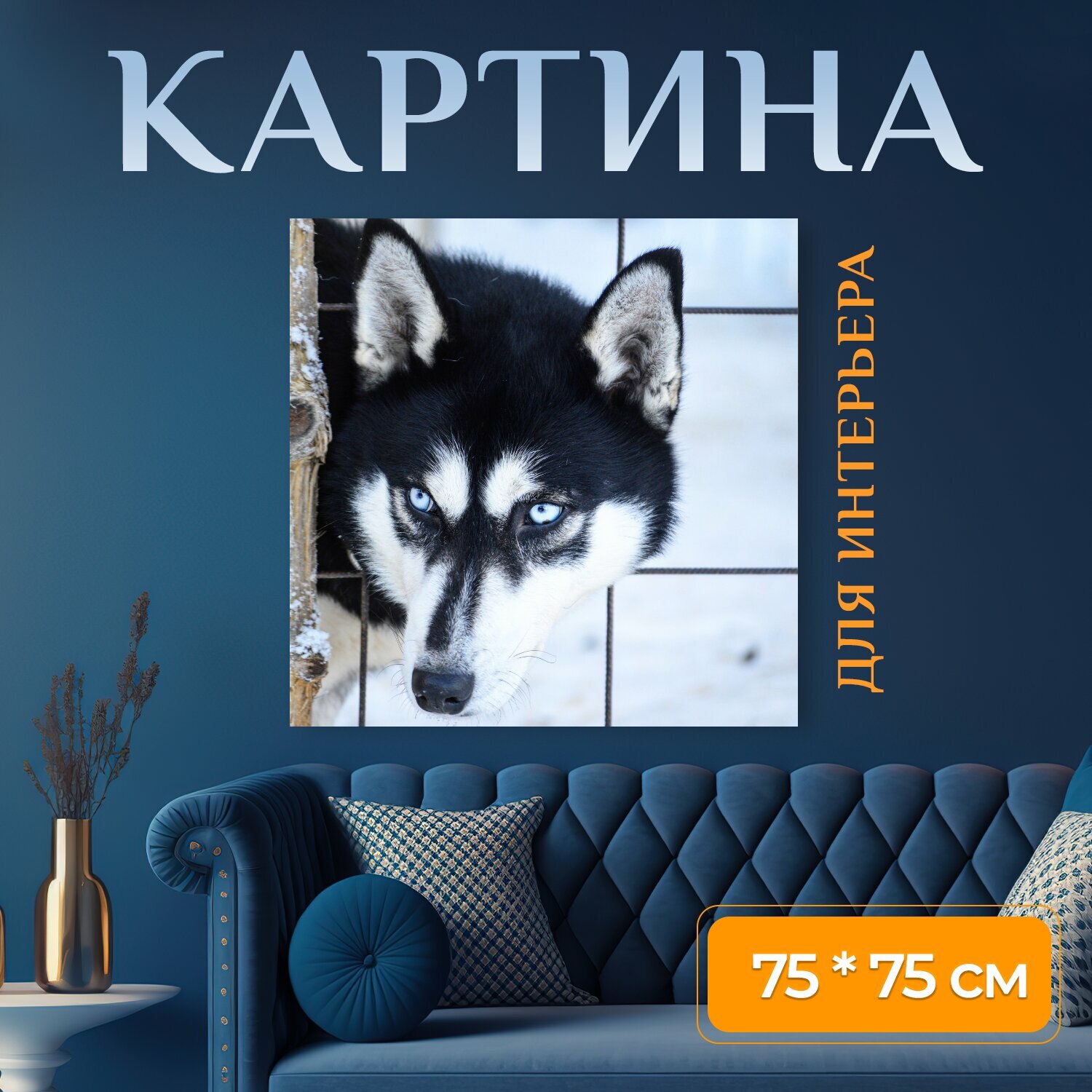 Картина на холсте "Хаски, сибирский хаски, собака" на подрамнике 75х75 см. для интерьера