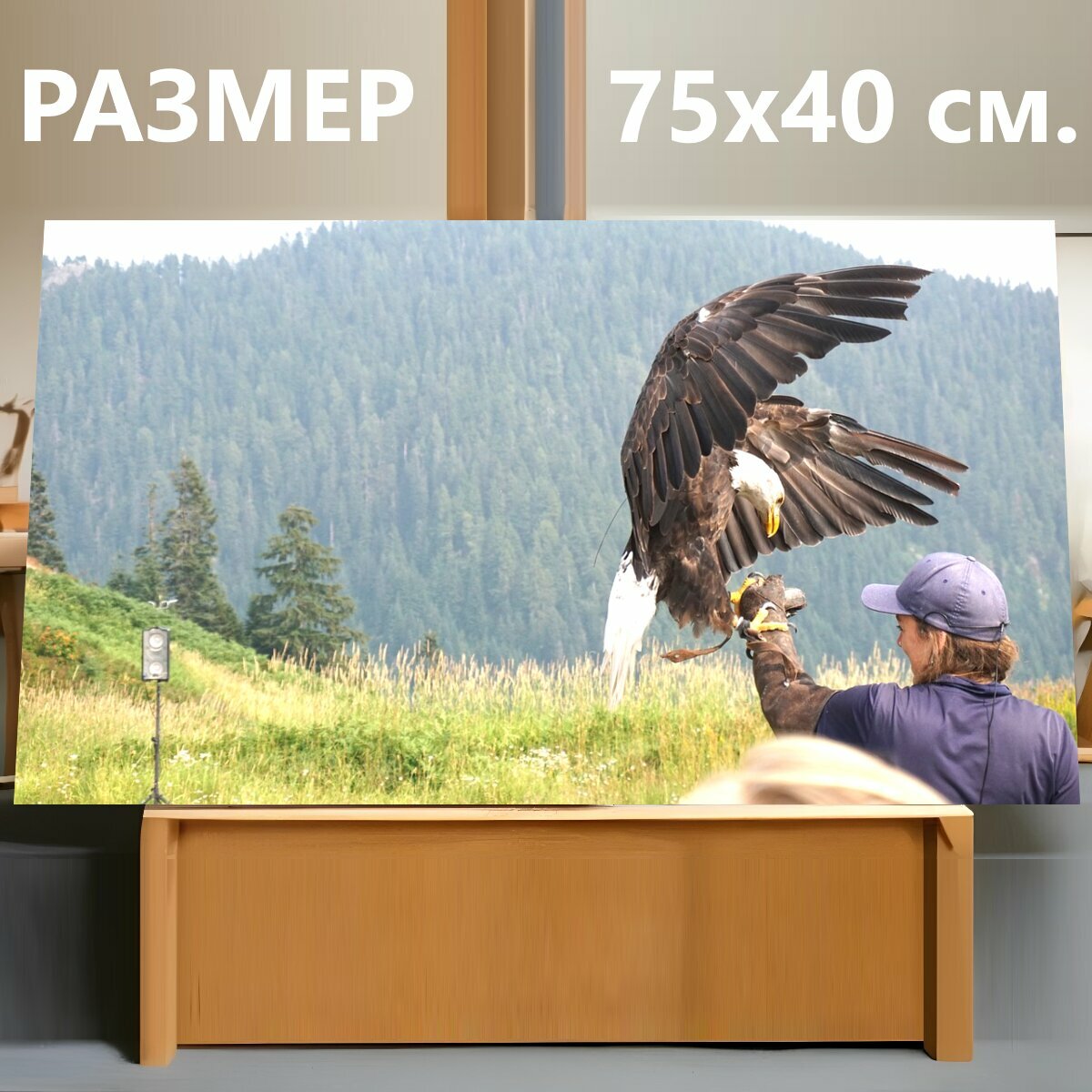Картина на холсте "Белоголовый орлан, птица, природа" на подрамнике 75х40 см. для интерьера