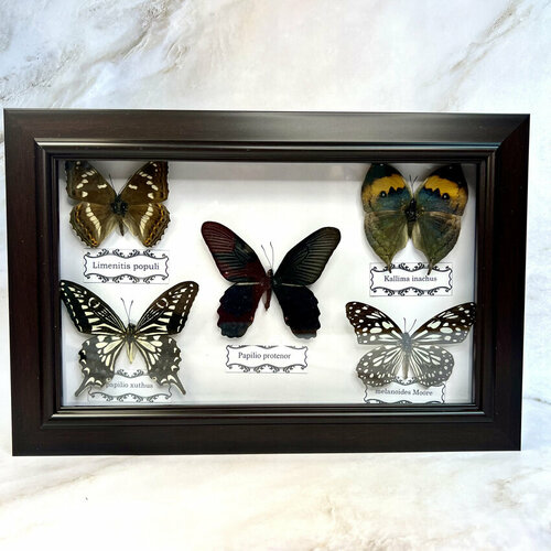 Бабочка в рамке, в подставке настольной , бабочки настоящие, 5 штук набор
