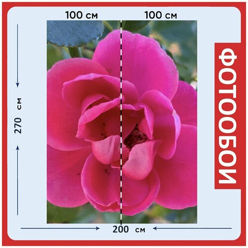 Фотообои Роза розовый лепестки на стену 270x200 см 2940₽