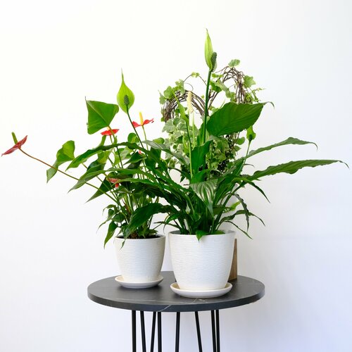 Антуриум спатифиллум и плющ в сете Счастье в дом три комнатных растения в кашпо 13500₽