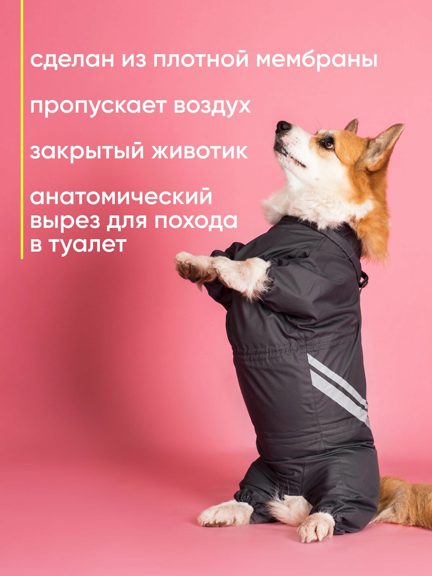 Грязезащитный комбинезон DiploDog для Корги (девочка), Одежда для Корги (девочка) — фото 1