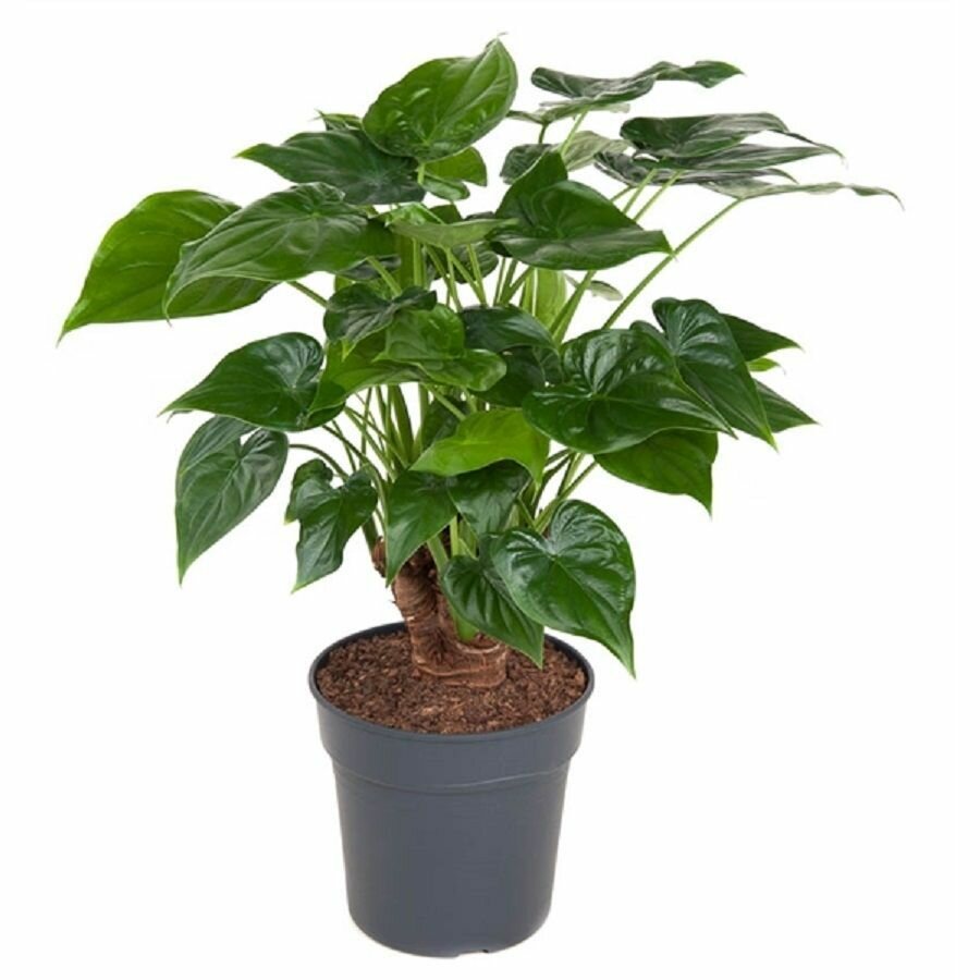 Алоказия клобучковая Alocasia Cucullata семена