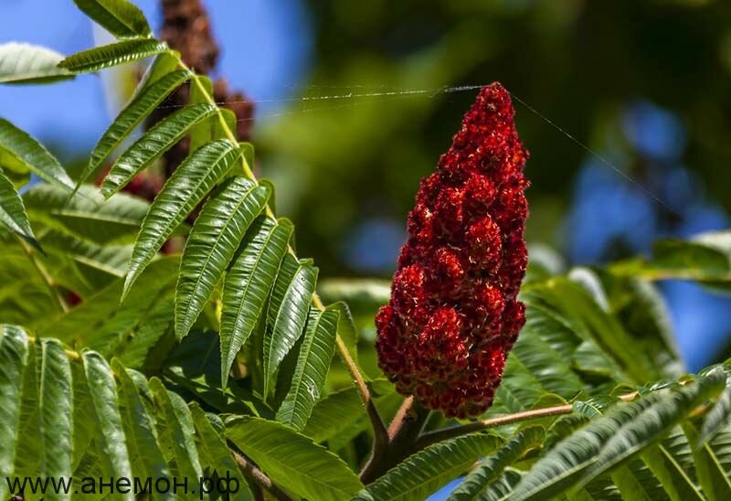Сумах молотый от "HORUN", 120 г cтимулирует пищеварение и укрепляет иммунитет — фото 1