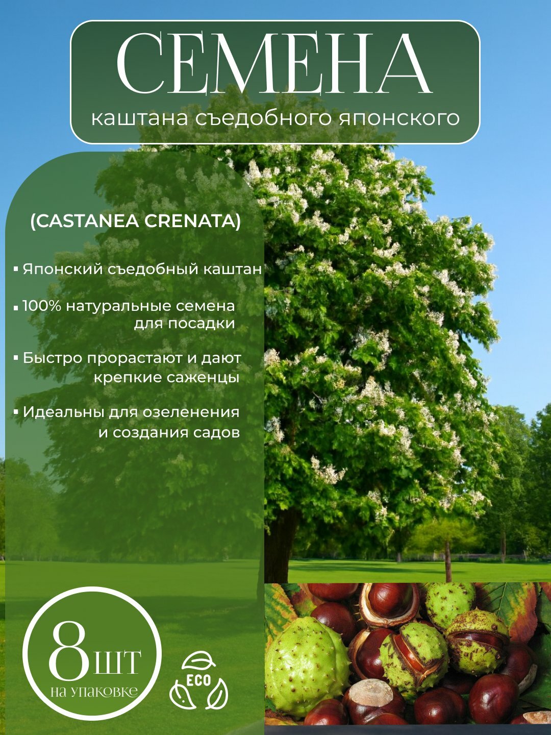 Каштан белый, зимостойкий конский каштан семена 8 штук, декоративный лекарь