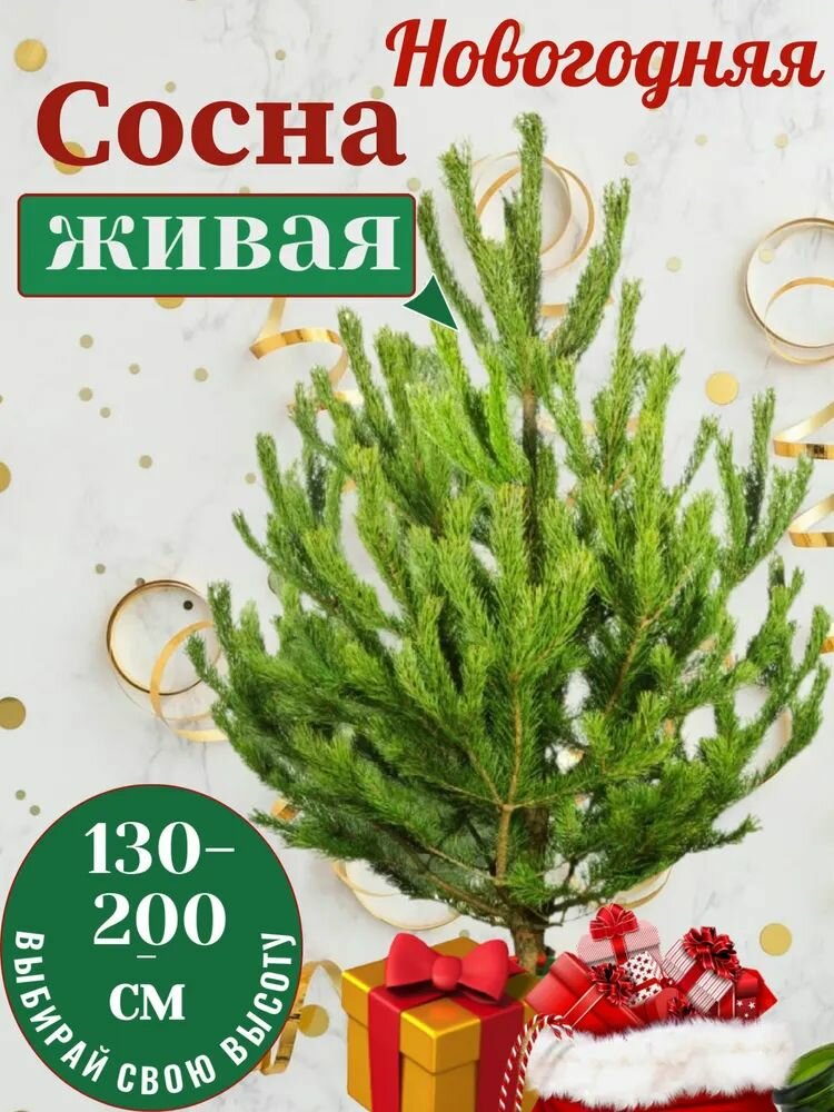 Елка  сосна новогодняя живая  натуральная пушистая (160-170см)  для дома нового года