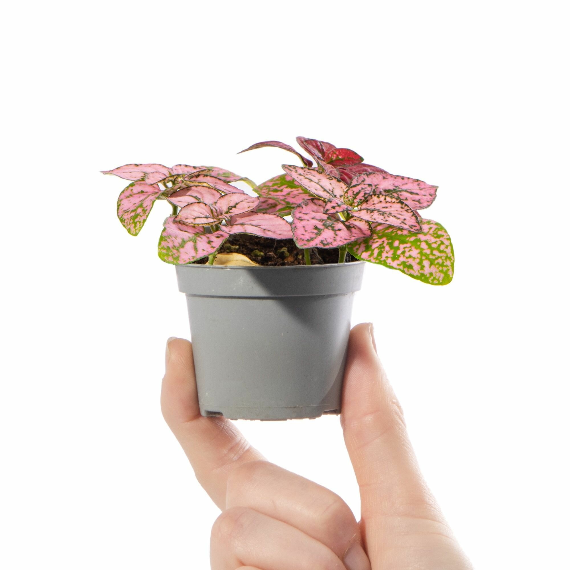 Гипоэстес Листоколосковый Пинк (Hypoestes Phyllostachya Pink) D6см