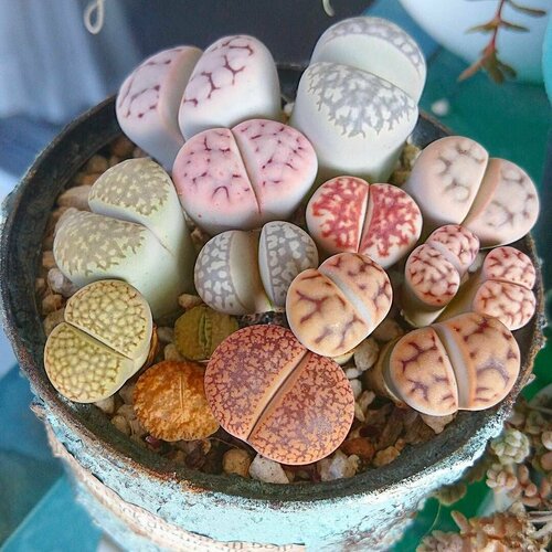 Живые Камни микс, Литопс, семена 15шт. (Lithops) суккулент lithops mix литопсы живые камни семена 20 штук смесь видов