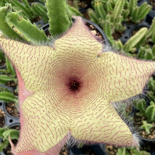 Стапелия Гигантская семена 3шт. (Stapelia gigantea)