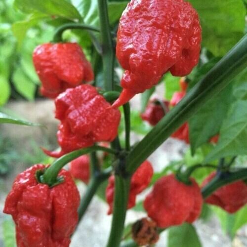 Семена Каролина Рипер - 10 шт. / Семена самого острого перца в мире Carolina Reaper red — фото 1