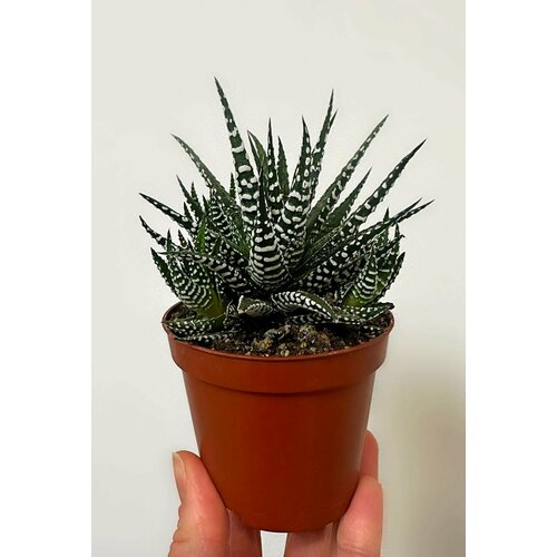 Хавортия Полосатая Биг Бэнд Суккулент D-5 H-7 950₽