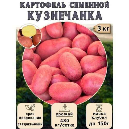 Картофель семенной на посадку Кузнечанка (суперэлита) 3 кг Среднеранний