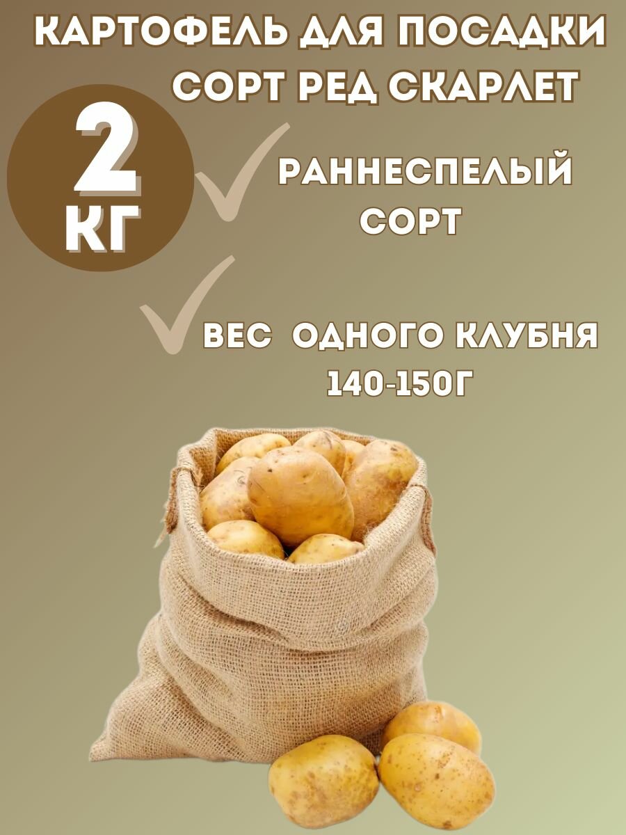 Картофель семенной "Ред Скарлетт" 2 кг