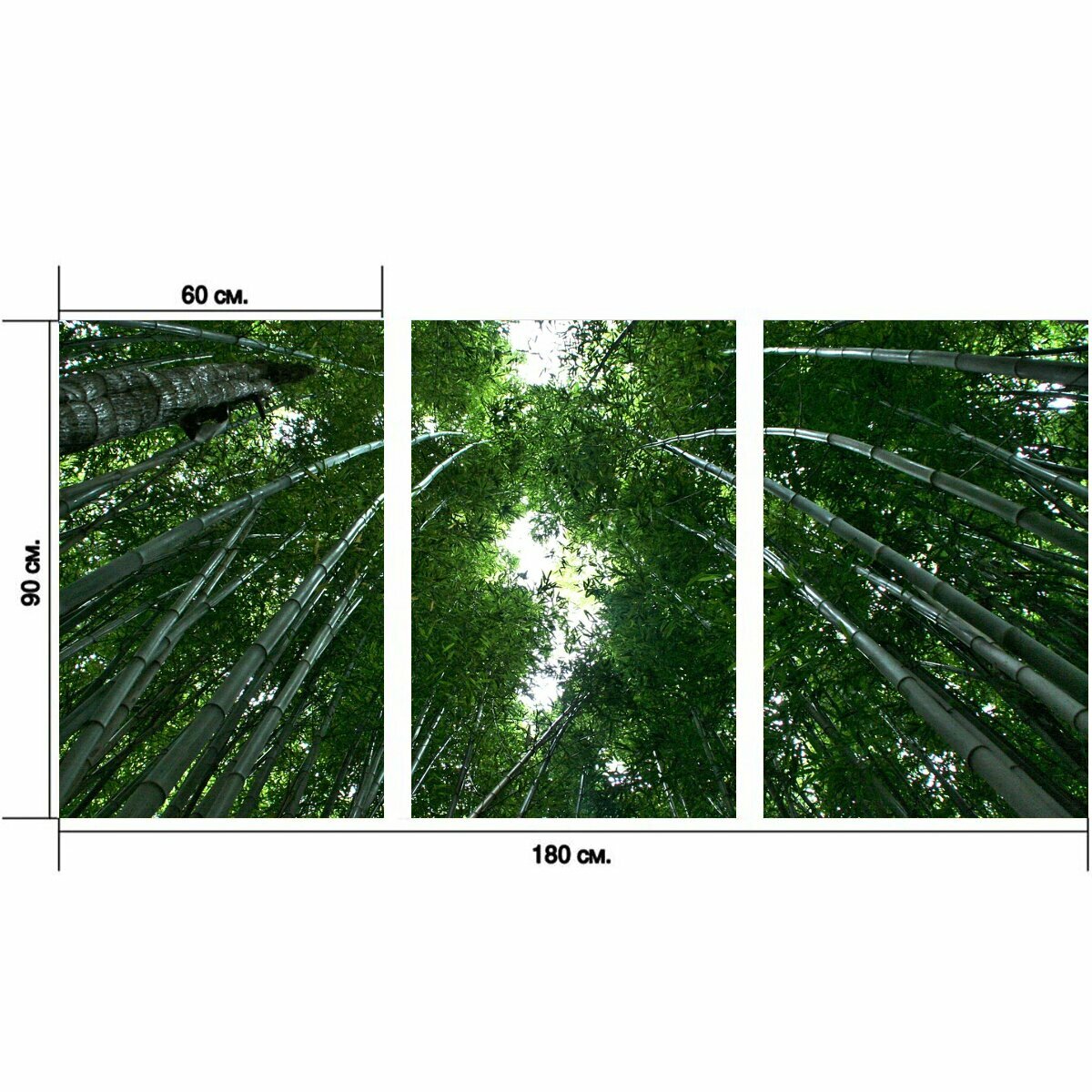 Модульный постер "Бамбук, бамбуковый лес, бамбуковые растения" 180 x 90 см. для интерьера