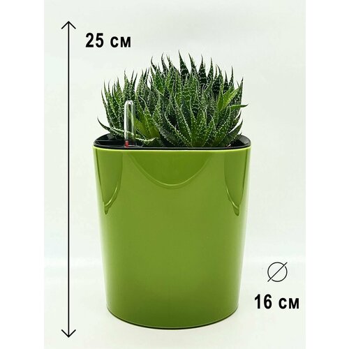 Алоэ Остистое в зеленом пластиковом кашпо с автополивом, высота композиции 20-25см