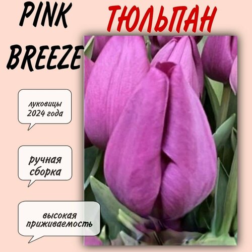 Луковицы тюльпана, сорт Pink Breeze, 7 шт