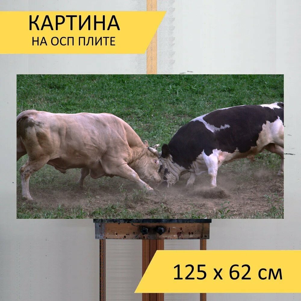 Картина на ОСП "Быки, животных крупного рогатого скота, борьба" 125x62 см. для интерьера на стену