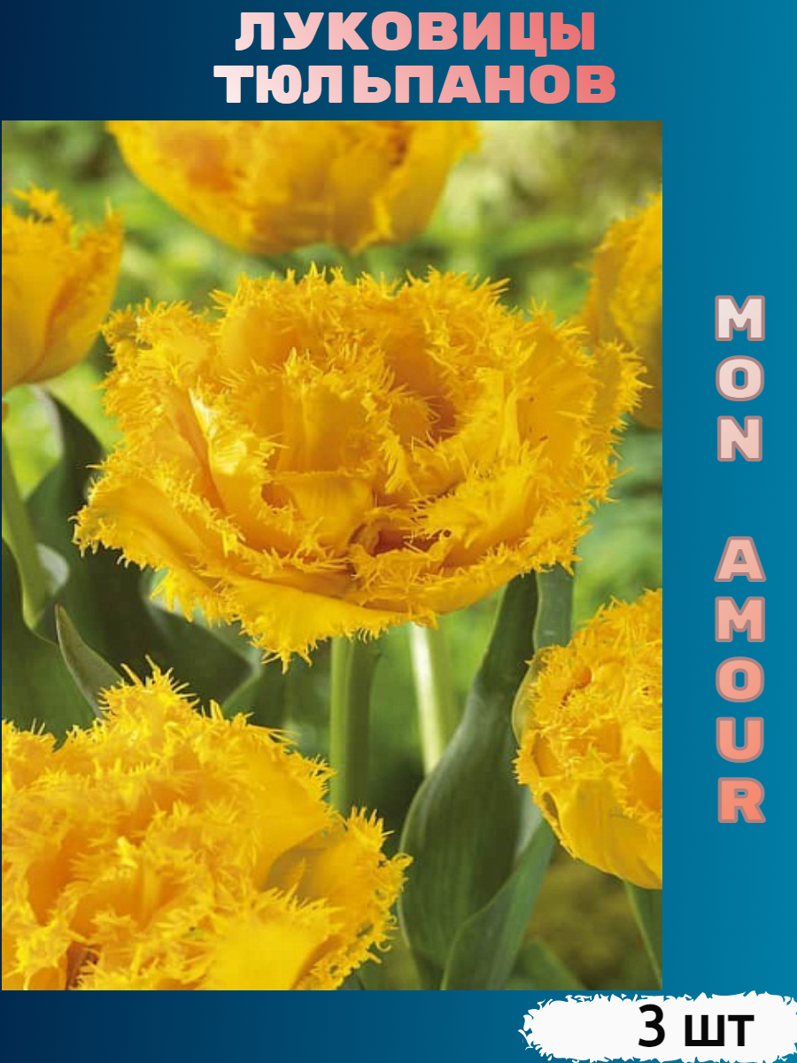 Луковицы тюльпана Mon Amour (3 шт)