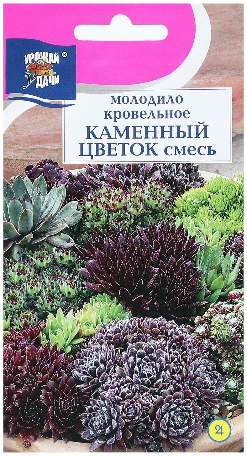 Семена цветов Молодило 
