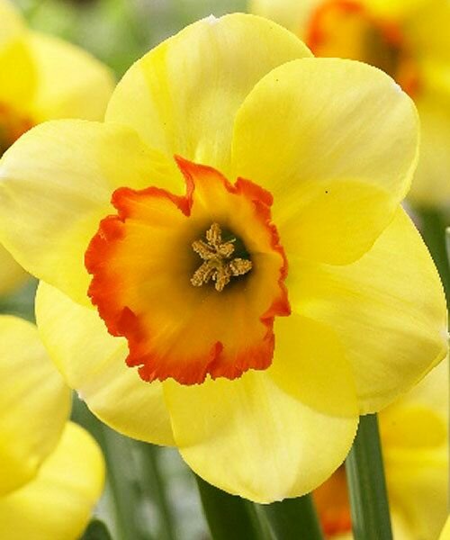 Нарцисс Бэнтэм крупнокорончатый 5шт