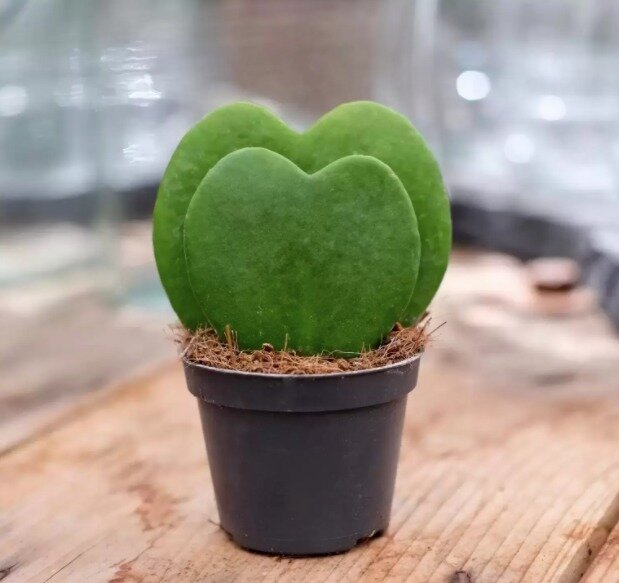 фото Хойя Керри Дабл, "Два сердца"(Hoya Kerrii Double) D9см