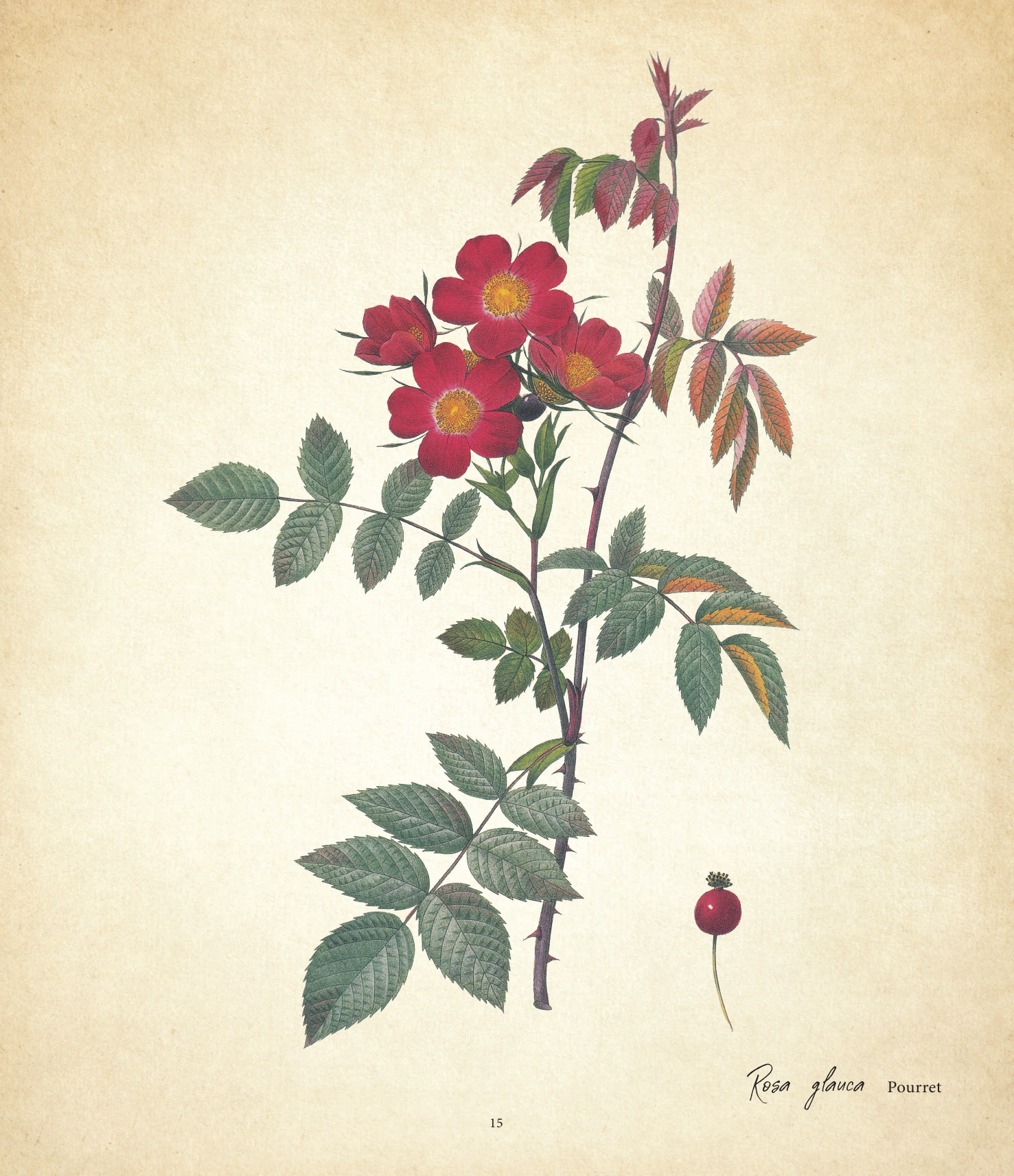 Цветы. Шедевры ботанической иллюстрации Пьер-Жозефа Редуте - фото №14