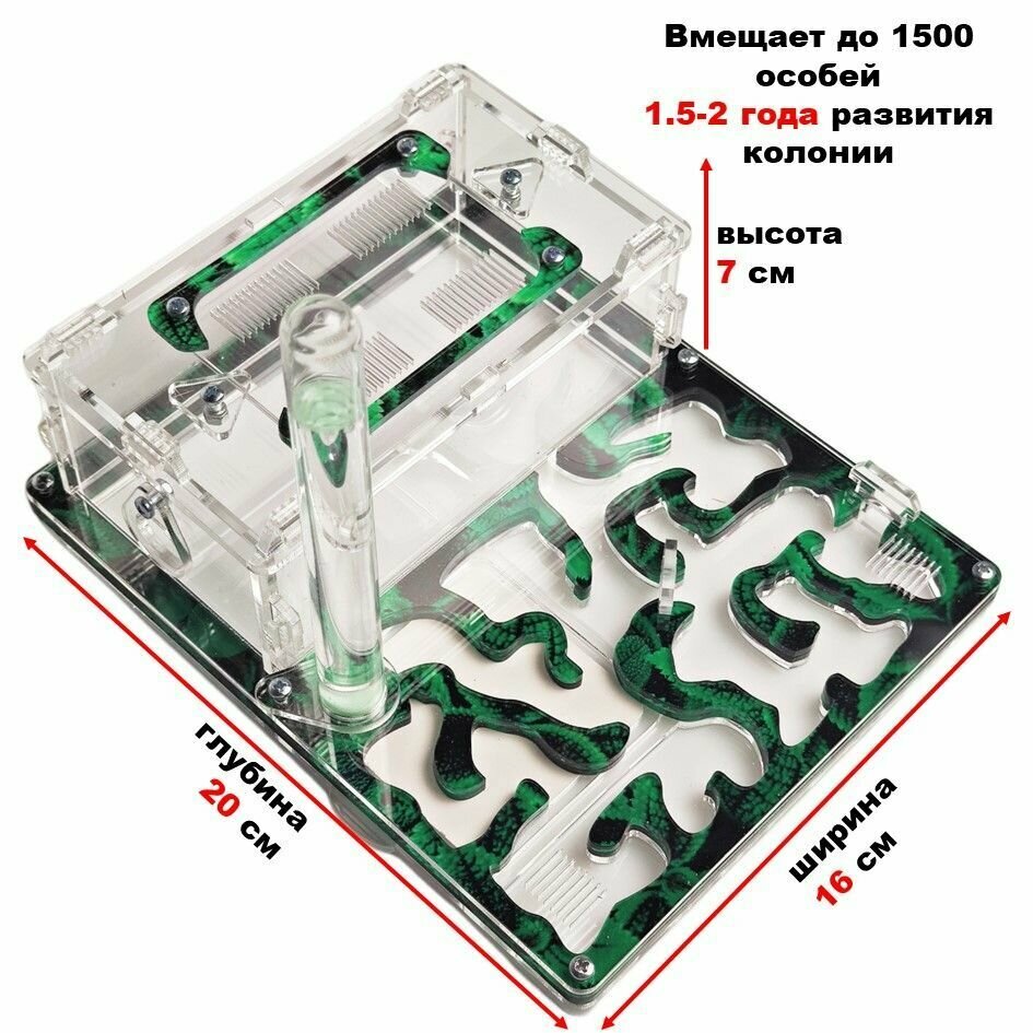 Средняя муравьиная ферма "Мята" 20x16 basic - фотография № 2