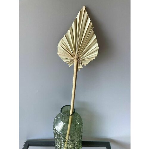 Лист пальмы пика