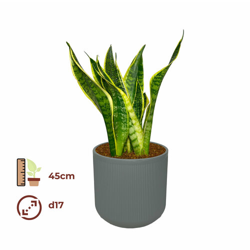 Сансевиерия Лауренти 17/45, цвет кашпо серый