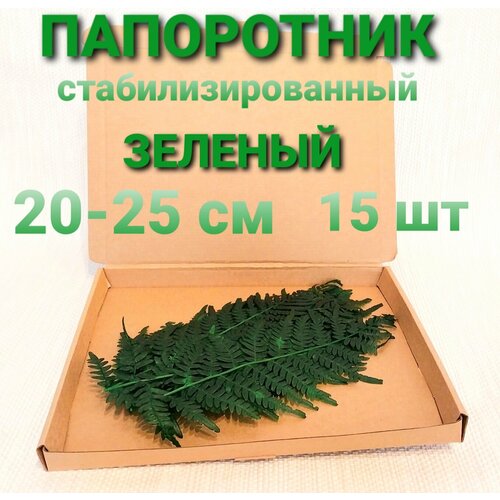 Папоротник стабилизированный 20 см зеленый