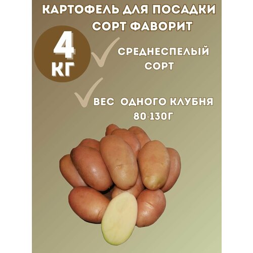 Картофель семенной Фаворит 4кг.