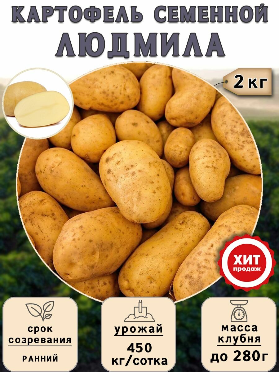 Клубни картофеля на посадку Людмила (суперэлита) 2 кг Ранний - фотография № 1