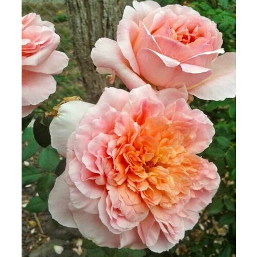 роза ля роуз ду петит принц дельбар Роза Папи Дельбар (плетистая), 1 саженец