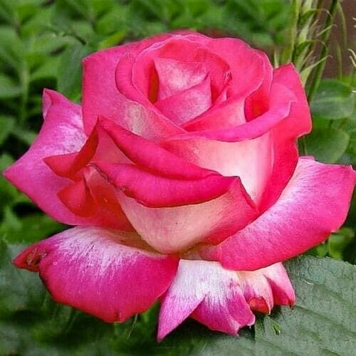 Роза чайно-гибридная Роз Гожар