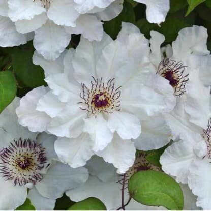 фото Клематис Мария Качинская (1 саженец)