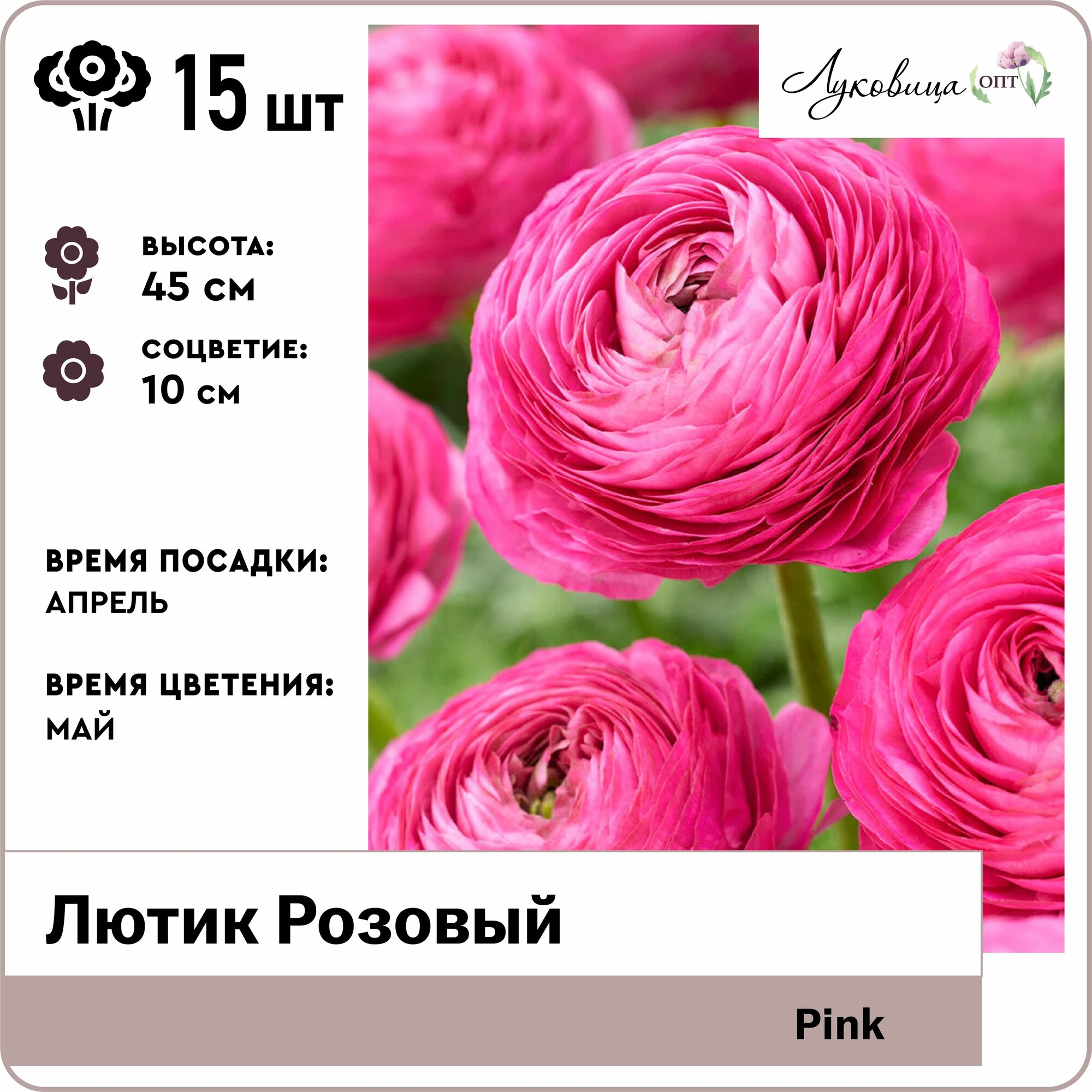 Лютик Розовый (Pink) 7/8 луковицы 15шт Голландия