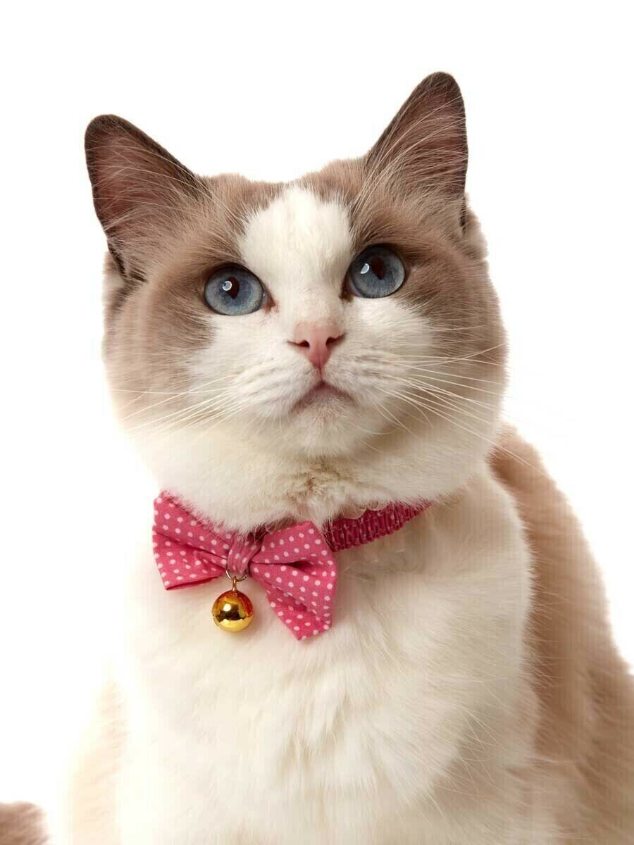 Безопасный ошейник-чокер Japan Premium Pet для стильного модника, размер 2S, розовый
