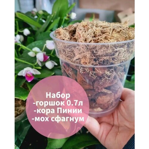 Набор кора Пинии, мох, горшок 0,7л/ Субстракт для орхидей с горшком 0,7л/ Фаленопсис